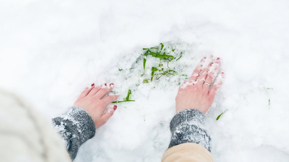 A person wearing a grey long-sleeve sweater and beige trousers is placing their hands on a snow-covered ground near a small patch of green grass and scattered green leaves. The scene is outdoors, with the person's hands well-positioned in the centre of the frame. In the background, the snowy surface extends across the image, indicating winter weather conditions. This image captures a moment of careful handling or inspection during a home relocation process, where the individual is possibly assessing or documenting the outdoor environment before a move. The natural lighting highlights the snowy landscape and the person's hands, emphasizing the contrast between the white snow and the green foliage. The scene is relevant to house removals, as it depicts a logistical detail associated with moving in winter conditions, showcasing the importance of careful planning in packing, handling, and transporting belongings by companies like Man with Van Tokyngton.